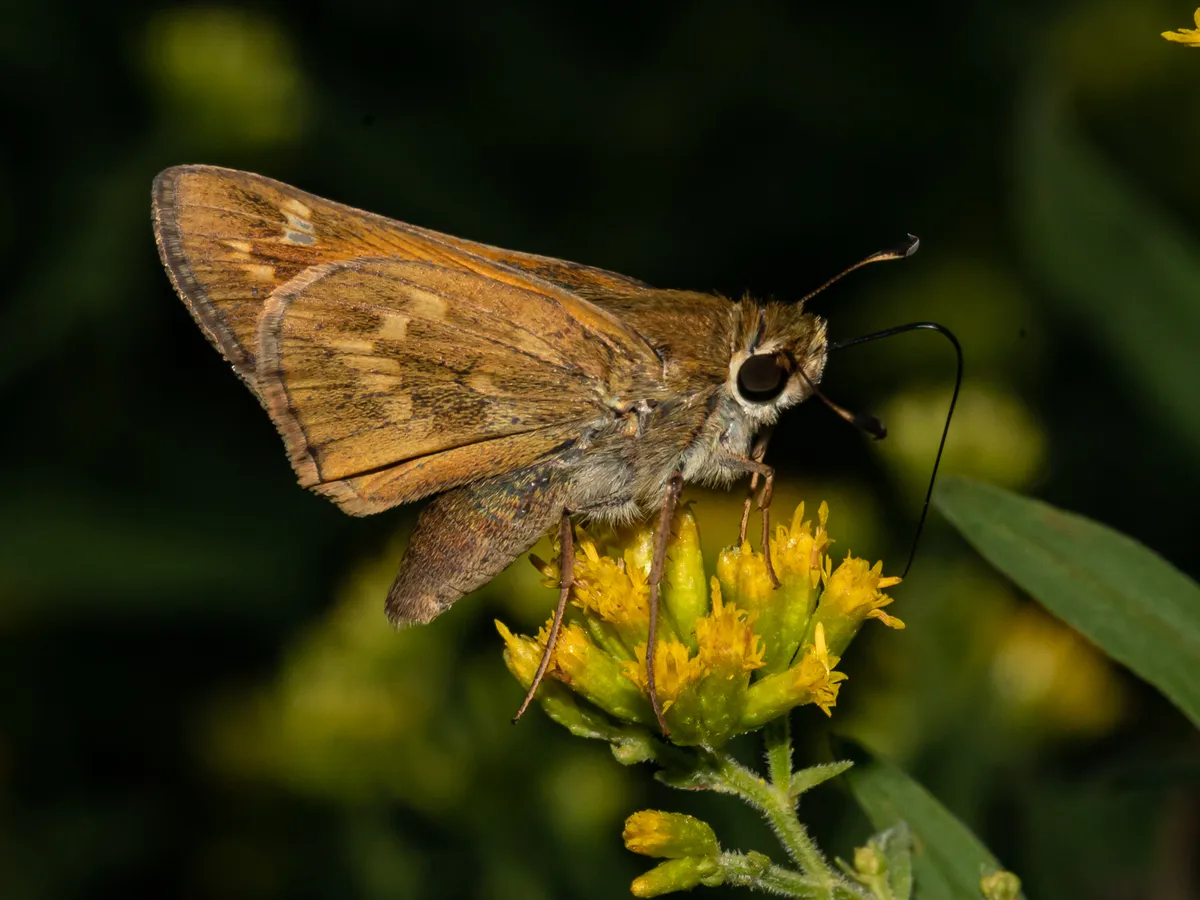 Huron Skipper - photo 3