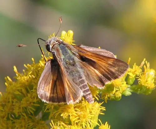 Huron Skipper - photo 5