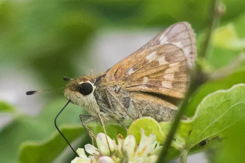 Huron Skipper - photo 6