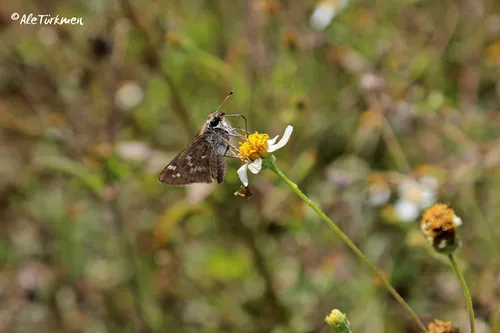 Huron Skipper - photo 7