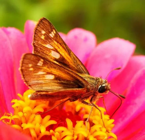 Huron Skipper - photo 8