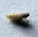 Atanus perspicillatus