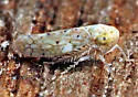 Atanus perspicillatus - photo 3