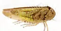 Atanus perspicillatus - photo 4