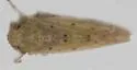 Atanus perspicillatus - photo 5