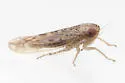 Atanus rubralineus