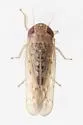 Atanus rubralineus - photo 2