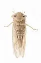 Atanus rubralineus - photo 3