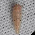 Atanus rubralineus - photo 4