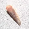 Atanus rubralineus - photo 5