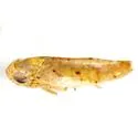 Atanus texanus