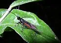 Atanycolus longicauda