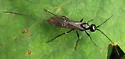Atanycolus longicauda - photo 2
