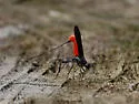 Atanycolus longicauda - photo 4