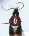 Atanygnathus bicolor - photo 2