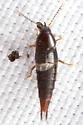 Atanygnathus bicolor - photo 3