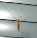 Atarba picticornis