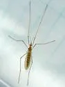 Atarba picticornis - photo 2