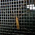 Atarba picticornis - photo 4