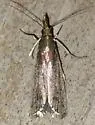 Atascosa glareosella - Hodges#6067 - photo 4