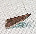 Atascosa glareosella - Hodges#6067 - photo 5