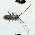 Ataxia arizonica