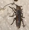Ataxia arizonica - photo 2