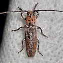 Ataxia arizonica - photo 3