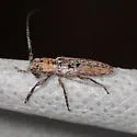 Ataxia arizonica - photo 4