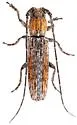 Ataxia arizonica - photo 5