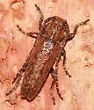 Ataxia brunnea