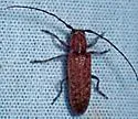 Ataxia brunnea - photo 3