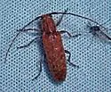 Ataxia brunnea - photo 4