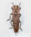 Ataxia crypta - Ataxia crypta