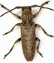 Ataxia crypta - photo 2