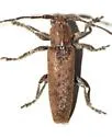 Ataxia crypta - photo 3