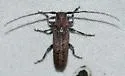 Ataxia crypta - photo 4
