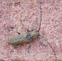 Ataxia crypta - photo 5