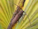 Ataxia falli