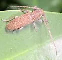 Ataxia falli - photo 2