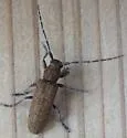 Ataxia hubbardi