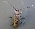 Ataxia hubbardi - photo 2