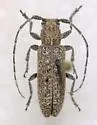 Ataxia hubbardi - photo 3