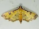 Ategumia ebulealis - Hodges#5158