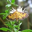Ategumia ebulealis - Hodges#5158 - photo 2