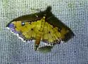 Ategumia ebulealis - Hodges#5158 - photo 3