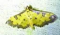 Ategumia ebulealis - Hodges#5158 - photo 4