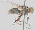 Ateloglossa isolata - photo 2