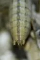 Ateloplus coconino - photo 2