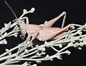 Western Shieldback - photo 2